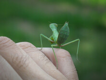 A Closeup Of A Praying Mantis On Male Hand In Summer. A Green Praying Mantis With Blurred Background.