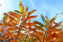 Minimalist Monochrome Background With Large Red And Orange Leaves And Small Flowers Of Rhus Shrub, Commonly Known As Sumac, Sumach Or Sumaq, In A A Garden In A Sunny Autumn Day.