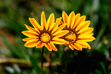 Top View Of Two Vivid Yellow And Orange Gazania Flowers And Blurred Green Leaves In Soft Focus, In A Garden In A Sunny Summer Day, Beautiful Outdoor Floral Background.