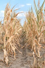 Poster - Drought in a cornfield on a sunny day