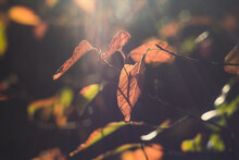 Close Up Sunlight Through Fall Foliage Concept Photo. Autumn Mood. Front View Photography With Blurred Landscape Background. High Quality Picture For Wallpaper, Travel Blog, Magazine, Article