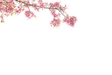 Botany Natural Pink Cherry Blossom With White Background 