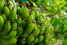 Close-up Green Banana Bunch On Banana Tree