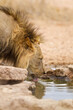 Young black-maned lion at a water hole in the Kalahari desert, South Africa	