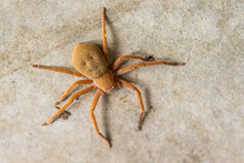 A Large Orange Female Australian Badge Huntsman Spider (Neosparassus Diana) Clinging Onto A Wall