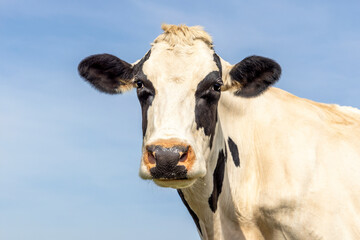 Sticker - Cow black and white, looking cat camera calm and friendly, pink nose, in front of a blue sky