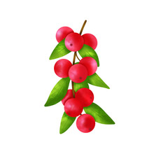 Camu Camu. Berries On A Branch. Illustration
