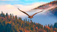 Red-tailed Hawk Flying Over The Mountains With Autumn Forest Background
