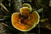 Gloeophyllum Sepiarium Mushroom On The Tree Into The Forest. Rusty Gilled Polypore
