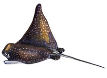 The Stingray Is Spotted With Wide Wings And A Long Tail. Watercolor Drawing Of Sea Creatures Isolated On White Background.