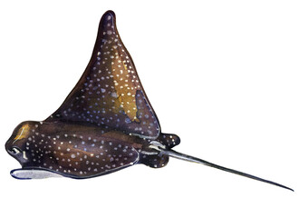 the stingray is spotted with wide wings and a long tail. watercolor drawing of sea creatures isolate