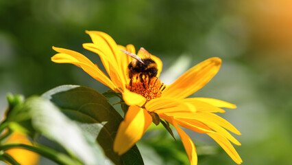 Wall Mural - Bumblebee. One large bumblebee sits on a yellow sunflower flower on a Sunny bright day. Macro horizontal photography