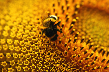 Wall Mural - Close-up of a bumblebee collecting pollen on a sunflower on a bright sunny day. Macro photography