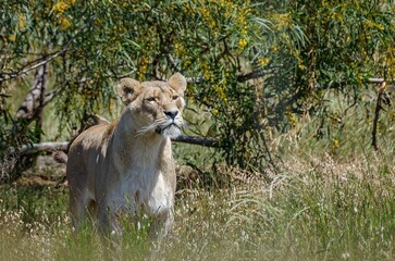 Sticker - Selective of a lioness in greenery