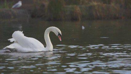 Poster - Slow-motion view of mute swans preening while swimming on the water