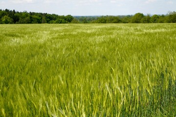 Wall Mural - Landscape of a field with green wheat.