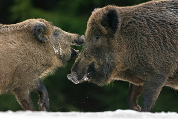 Wall Mural - wild boars angry with each other