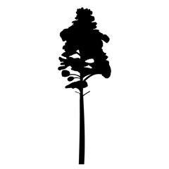 Wall Mural - silhouette pine, spruce black design vector isolated