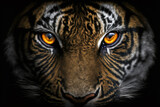 Fototapeta Koty - Close up on a tiger face on black