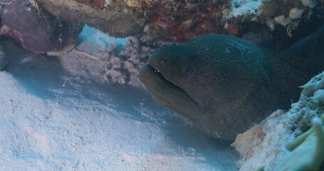 Wall Mural - Closeup of a moray eel in a coral reef. Gymnothorax javanicus.