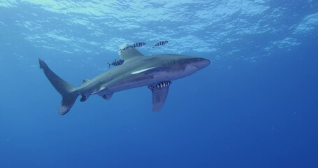 Poster - Oceanic whitetip shark swimming in the blue water. Carcharhinus longimanus.