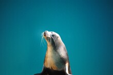 Closeup Shot Of A Sea Lion On A Blue Background