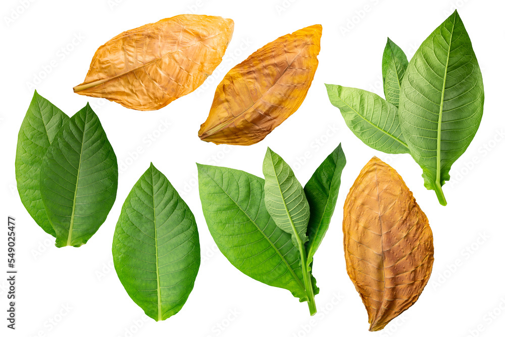 Dried fermented and fresh tobacco leaves (Nicotiana tabacum foliage)  isolated png Stock Photo