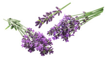 Lavender Bundle (Lavandula Spica) Flowering Herb, Isolated Png