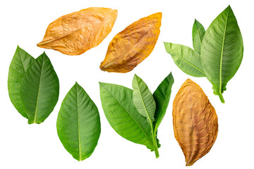 dried fermented and fresh tobacco leaves (nicotiana tabacum foliage) isolated png