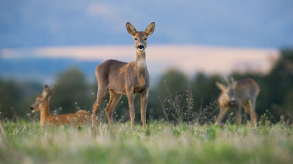 Wall Mural - roe deer, capreolus capreolus, looking to the camera on meadow in autumn. Many hinds grazing on field in fall. Female mammal standing on pasture with others in background.