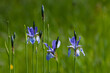 Kosaciec syberyjski niebieski kwiat