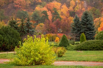 Wall Mural - Beautiful landscape of a park with autumn colorful trees