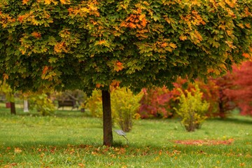 Sticker - Beautiful landscape of a park with autumn colorful trees