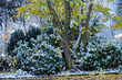 Marburg, Parkbäume mit leichtem Schnee, Rhododendronbüsche