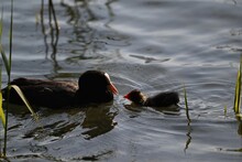 High-angle View Of A Eurasian Coot Swimming With Its Baby Under The Sunlight