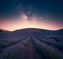 Purple Fields Of Lavender Under Sky With Glowing Stars