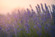 Gentle Tiny Flowers Of Purple Blooming Lavender