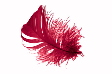 red goose feather on a white isolated background