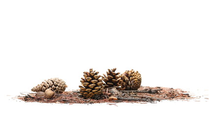 Wall Mural - Dry, pine cone, rotten tree branch and autumn conifer yellow leaves, needles foliage pile isolated on white
