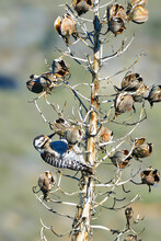 Adult Ladder-backed Woodpecker (Dryobates Scalaris) Eating From Dried Seeds Pods Of A Yucca In The Californian Desert
