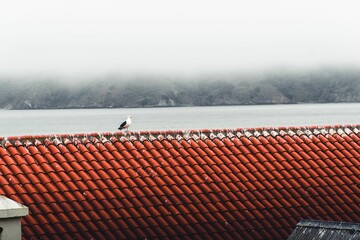 Canvas Print - Beautiful shot of seagull sitting on red roof on cloudy day