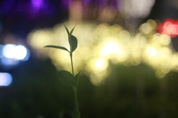 Wall Mural - The bokeh light of icon Siam
