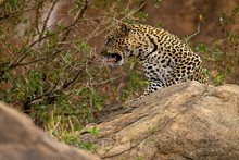 Leopard Sits Snarling On Rock By Bush