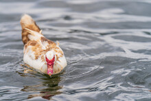Muscovy Duck In The Water