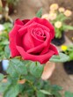 Closeup of a red rose in the garden with blurred background