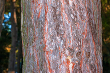 Black Pine Bark Close-up. The Texture Of The Trunk Of Pinus Nigra. Background From Living Wood. Forest Nature Skin.