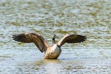 Closeup Of A Canada Goose (Branta Canadensis) On Water Surface Shaking Wings