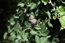 Closeup Of A Hummingbird Perching On The Tree Branch Sunlit Leaves Blurred Background