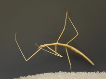 Closeup Of A Six-legged Stick Bug On The Dark Background
