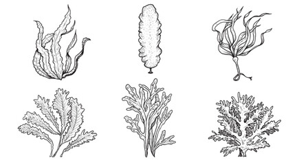 Wall Mural - Hand drawn sketch style various seaweed set. Best for educational and marine, nautical designs. vector illustrations collection.